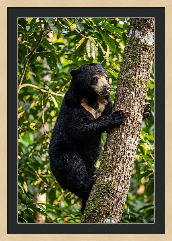 Climbing Asian Sun Bear