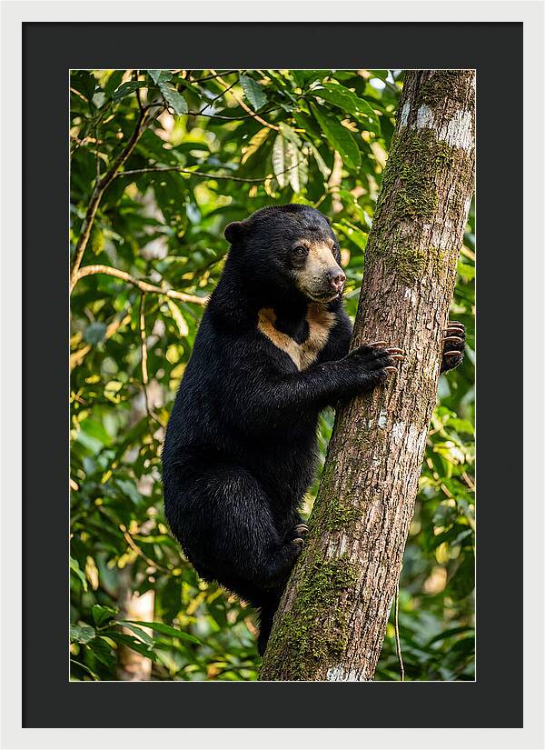Climbing Asian Sun Bear