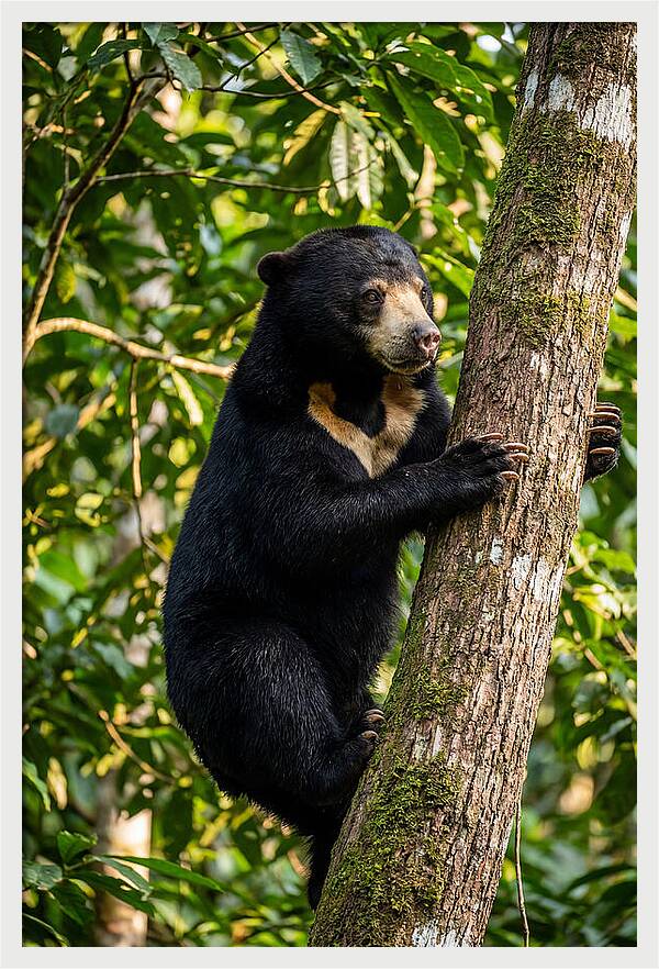Climbing Asian Sun Bear