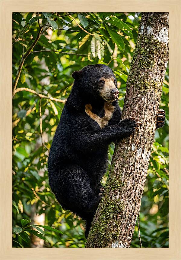 Climbing Asian Sun Bear