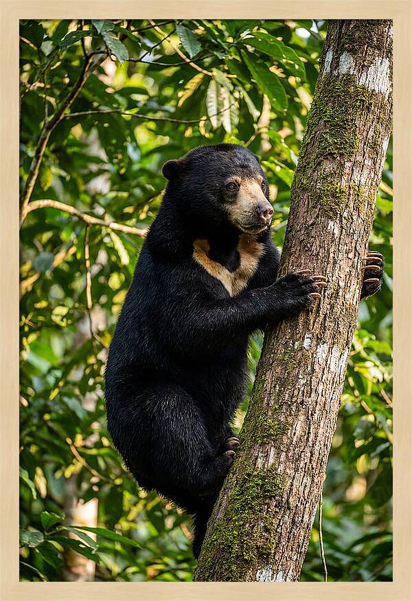 Climbing Asian Sun Bear