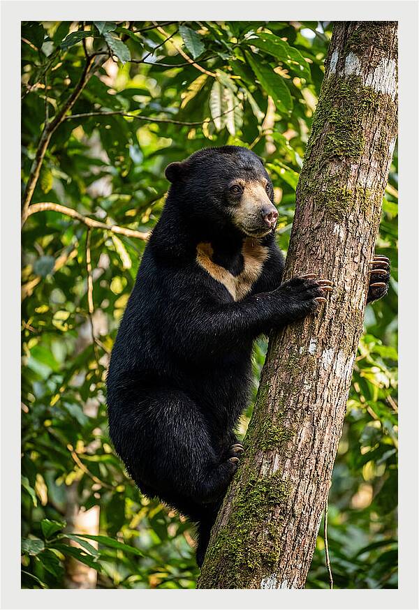 Climbing Asian Sun Bear