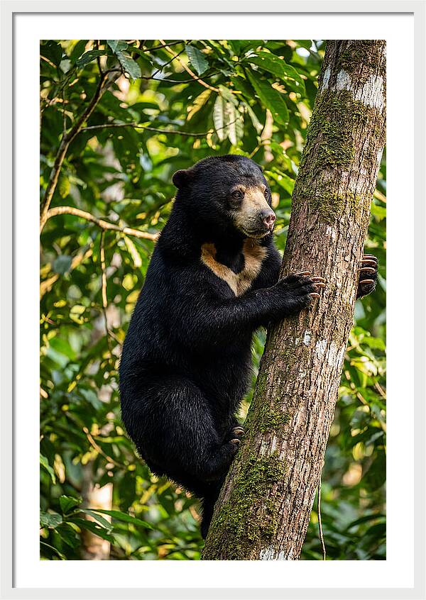 Climbing Asian Sun Bear