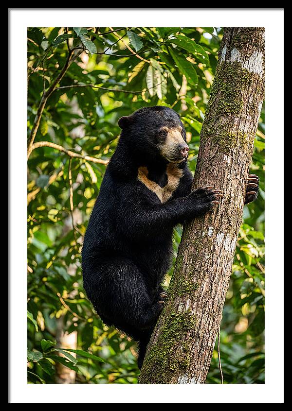 Climbing Asian Sun Bear