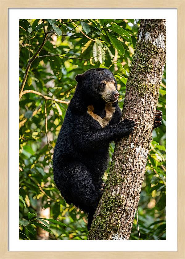 Climbing Asian Sun Bear