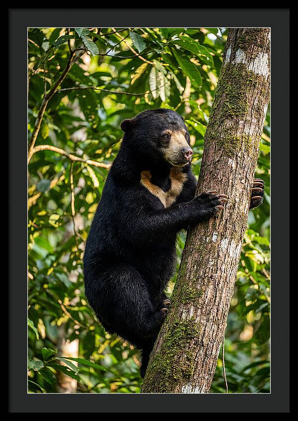 Climbing Asian Sun Bear