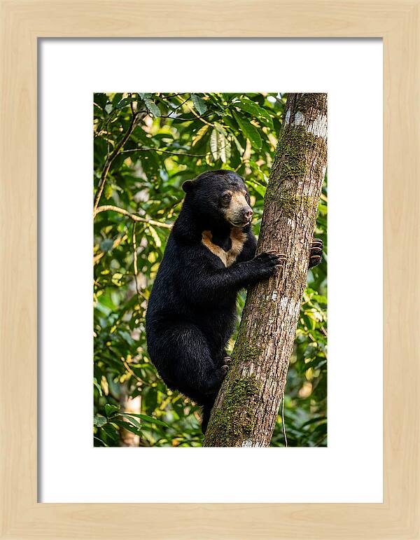 Climbing Asian Sun Bear
