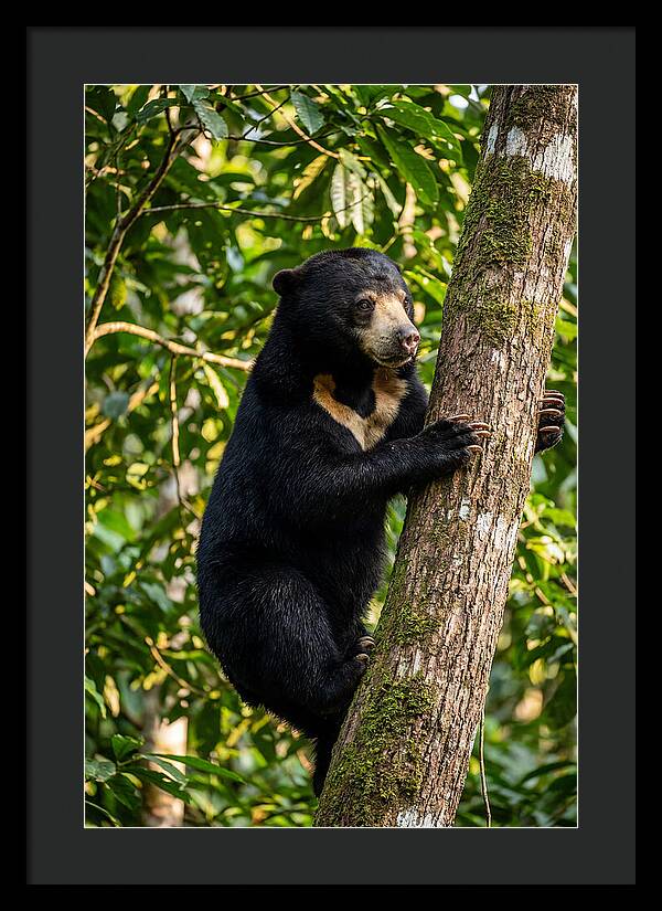 Climbing Asian Sun Bear