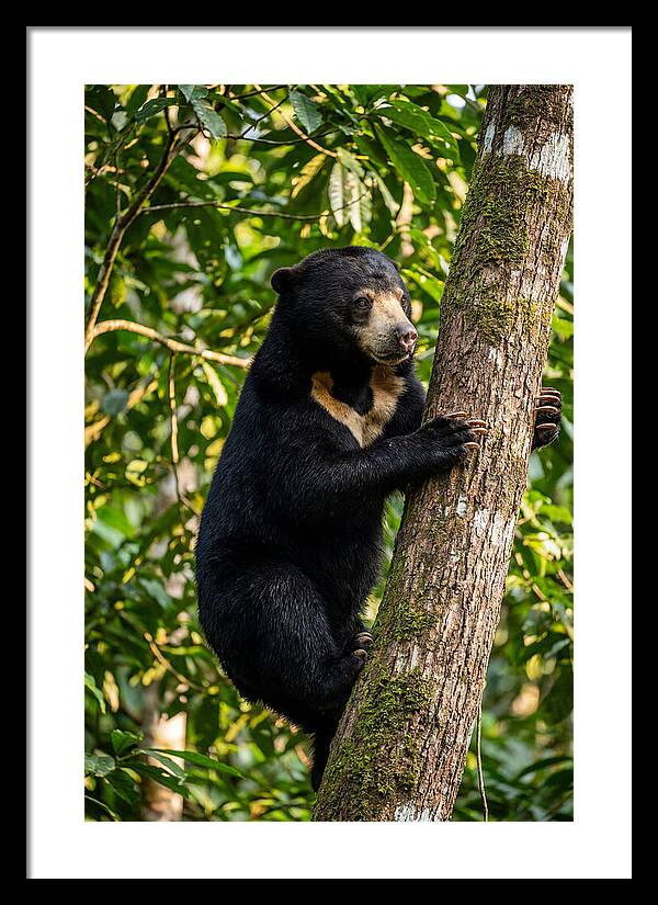 Climbing Asian Sun Bear