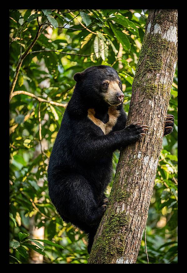 Climbing Asian Sun Bear