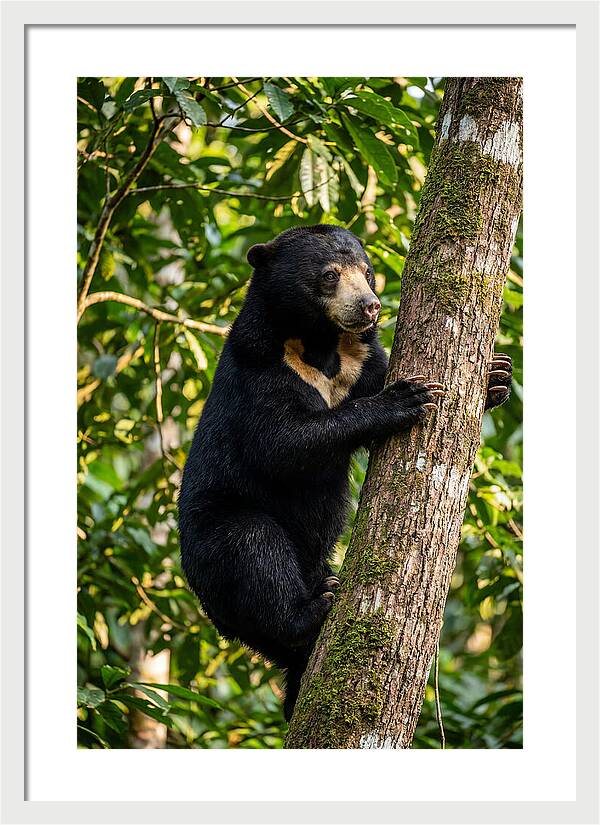 Climbing Asian Sun Bear