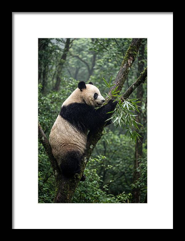 Climbing Panda Among Trees