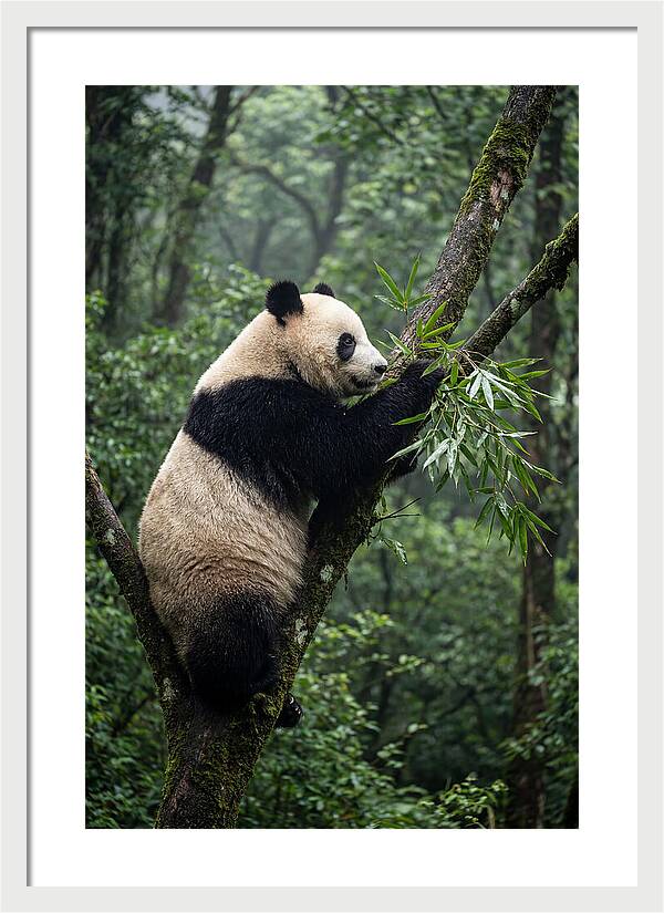 Climbing Panda Among Trees