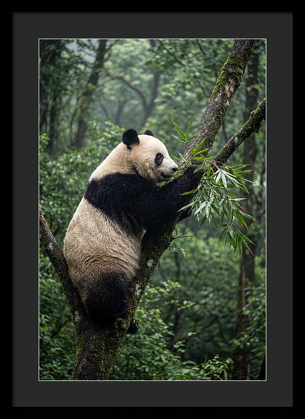 Climbing Panda Among Trees