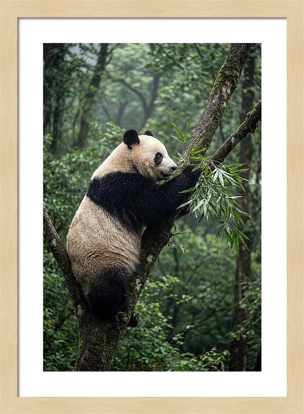Climbing Panda Among Trees