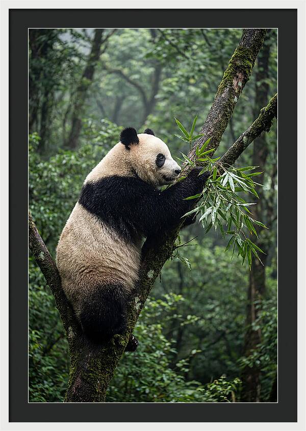 Climbing Panda Among Trees