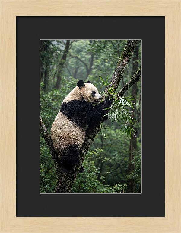 Climbing Panda Among Trees