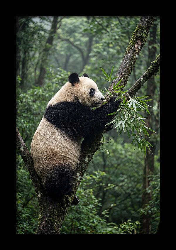 Climbing Panda Among Trees