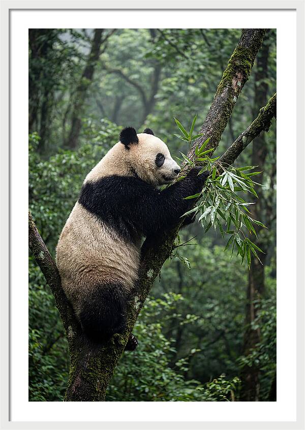 Climbing Panda Among Trees