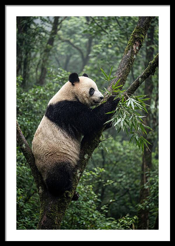 Climbing Panda Among Trees