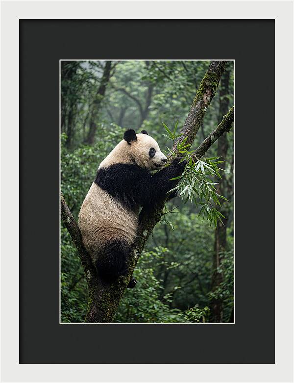 Climbing Panda Among Trees