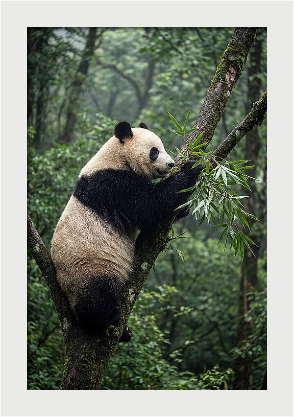 Climbing Panda Among Trees