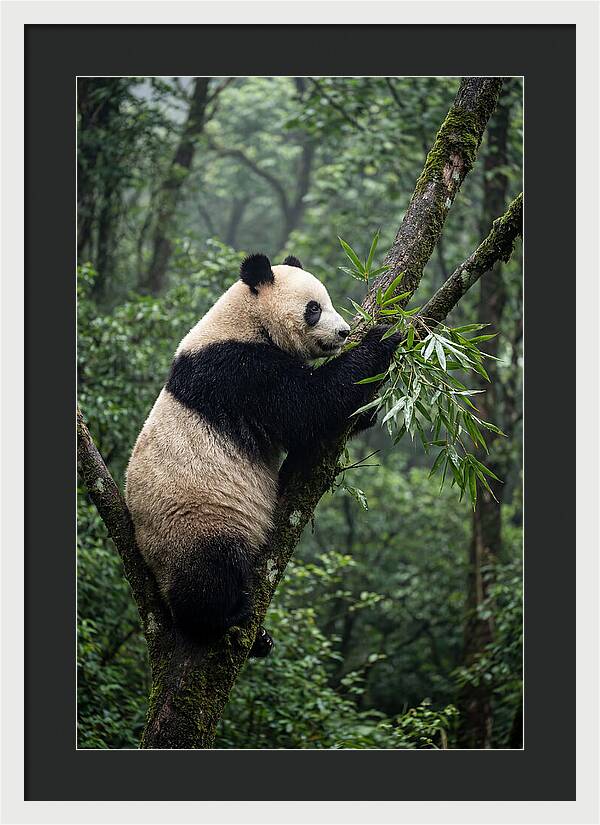 Climbing Panda Among Trees