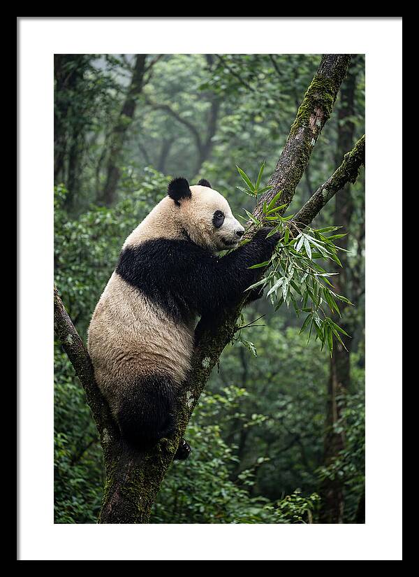 Climbing Panda Among Trees