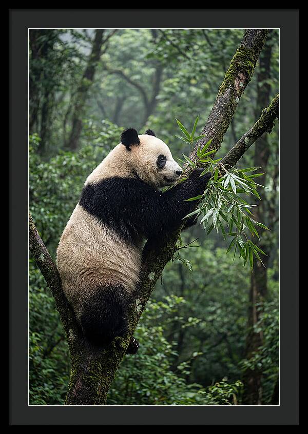Climbing Panda Among Trees