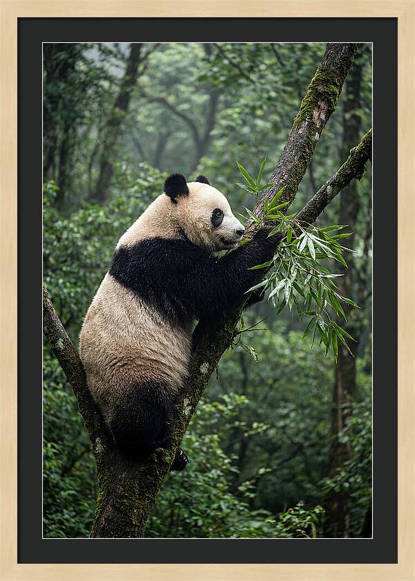Climbing Panda Among Trees