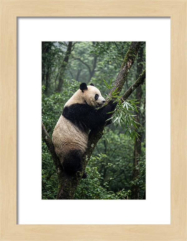 Climbing Panda Among Trees