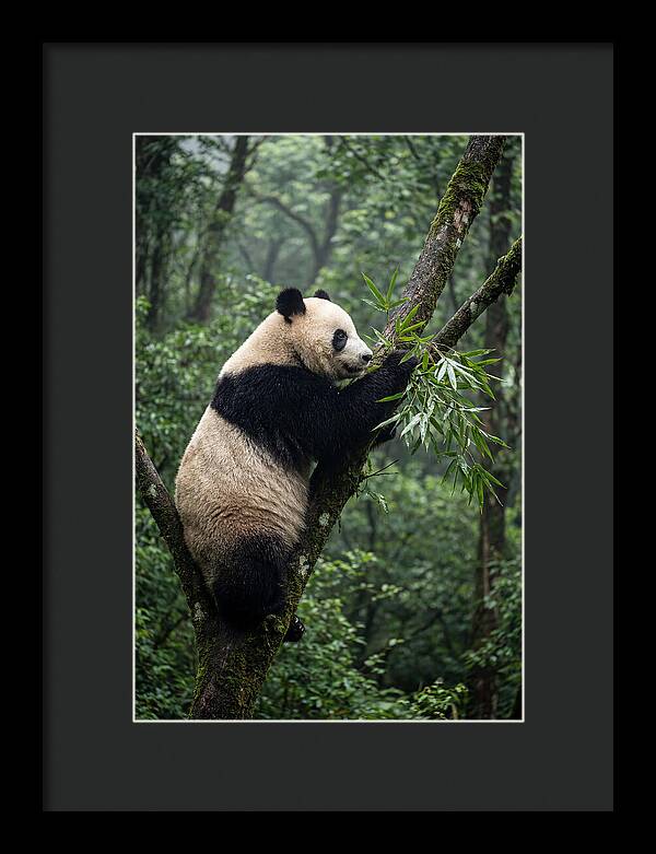 Climbing Panda Among Trees