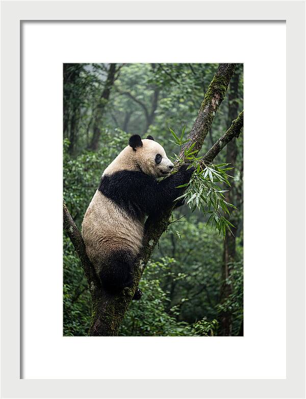 Climbing Panda Among Trees