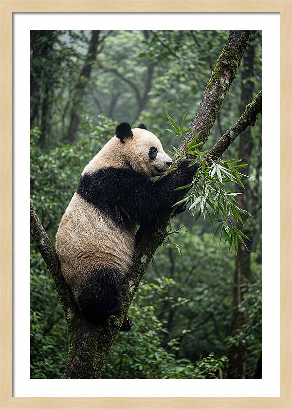 Climbing Panda Among Trees