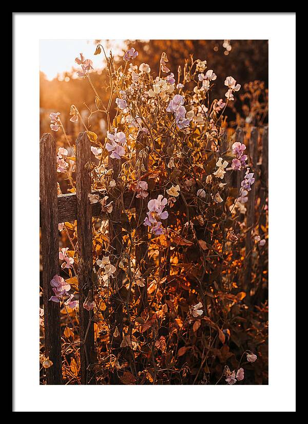 Climbing Sweet Pea Blossoms