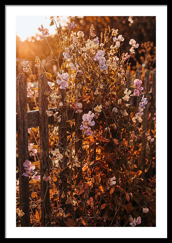 Climbing Sweet Pea Blossoms
