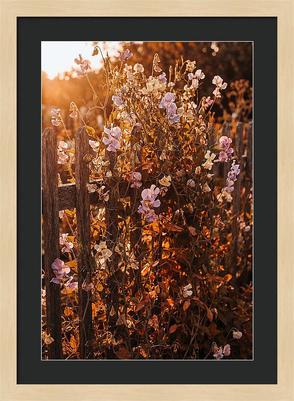 Climbing Sweet Pea Blossoms