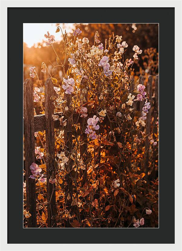 Climbing Sweet Pea Blossoms