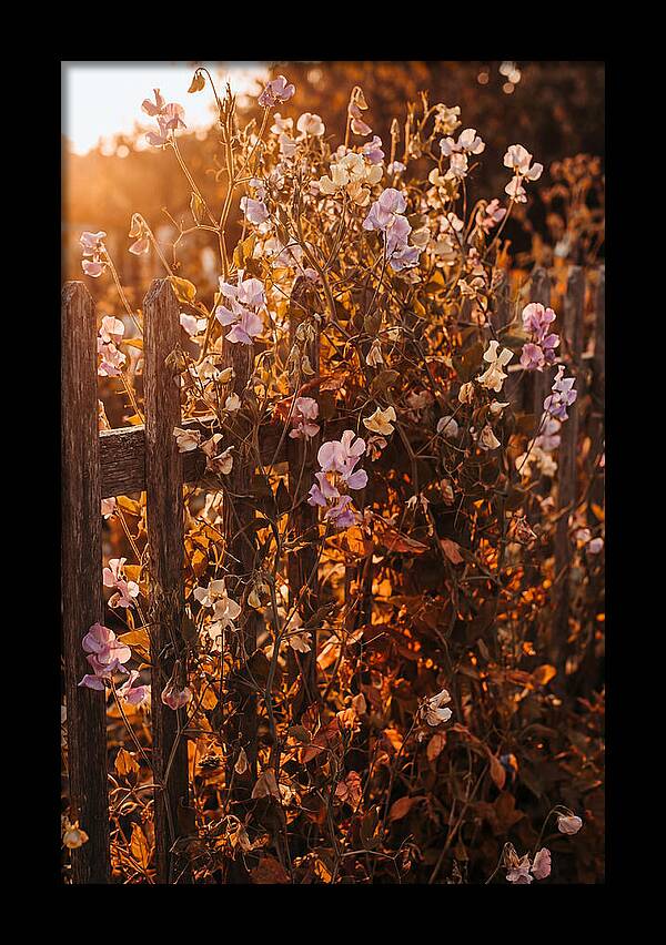 Climbing Sweet Pea Blossoms