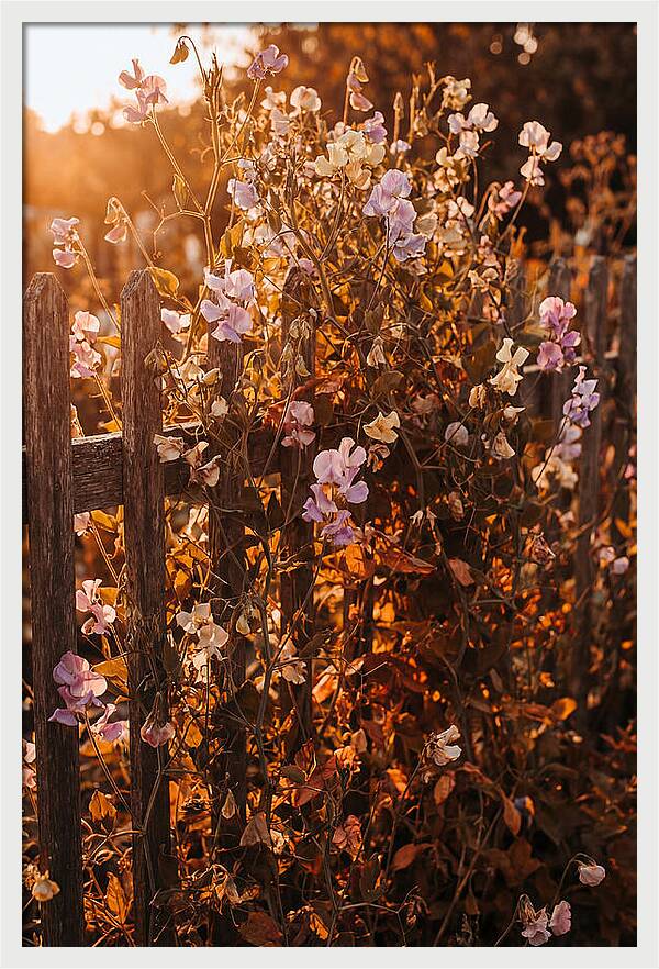 Climbing Sweet Pea Blossoms