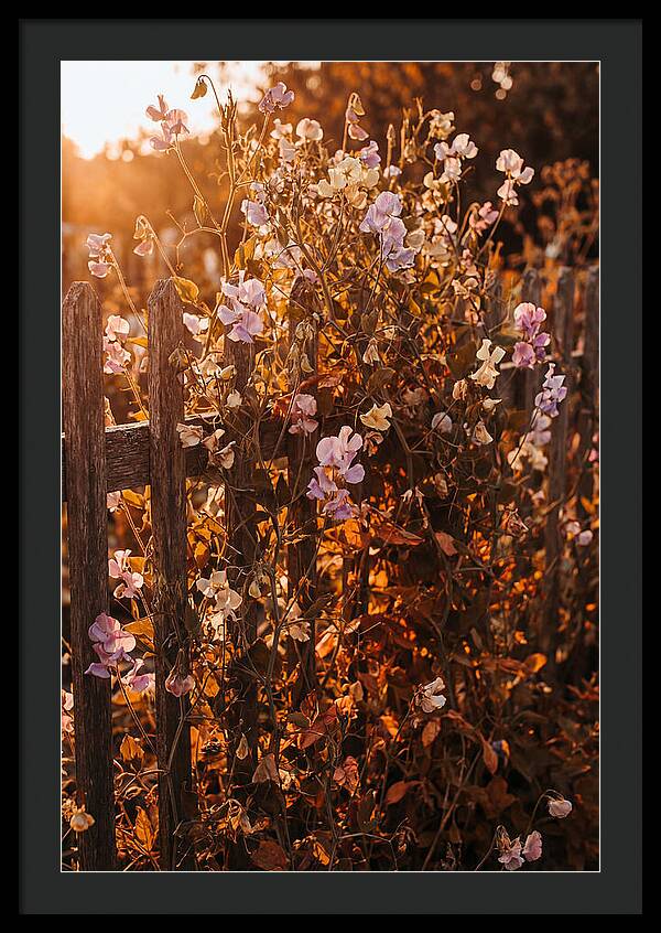 Climbing Sweet Pea Blossoms