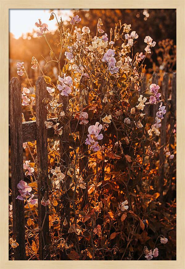 Climbing Sweet Pea Blossoms