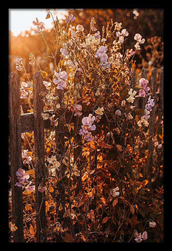 Climbing Sweet Pea Blossoms
