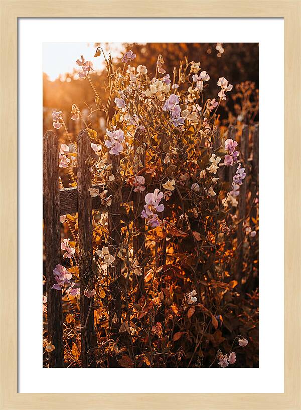 Climbing Sweet Pea Blossoms