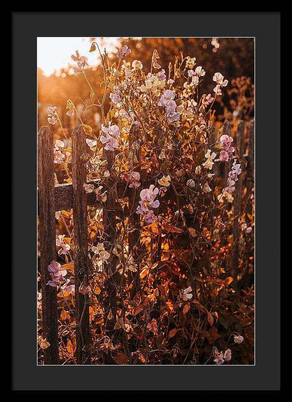 Climbing Sweet Pea Blossoms