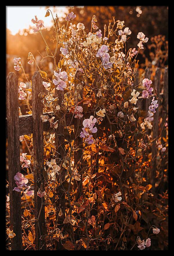 Climbing Sweet Pea Blossoms
