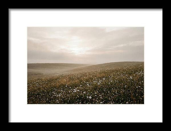 Clover Field With Scattered Daisies