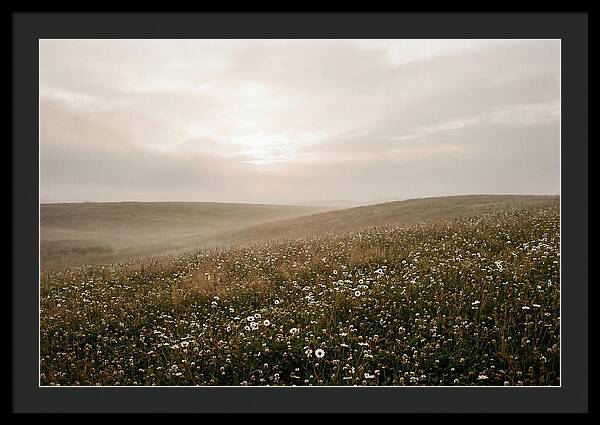 Clover Field With Scattered Daisies