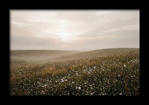 Clover Field With Scattered Daisies
