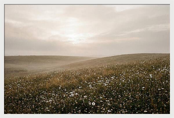 Clover Field With Scattered Daisies